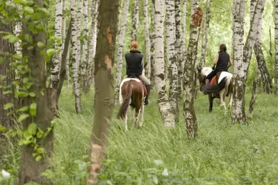 Топ самых популярных мест для катания на лошадях в Подмосковье |  Путеводитель Подмосковья