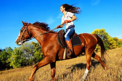 Конные прогулки на лошадях, катание верхом на лошади, в санях и конных  экипажах в Москве и Подмосковье