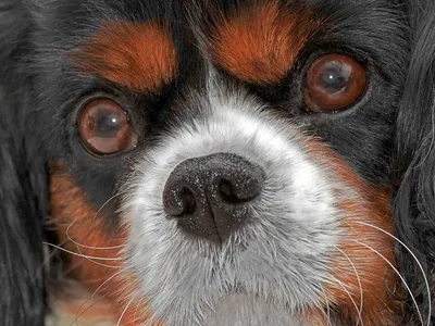 Катаракта глаза у собак и кошек (фото). Симптомы, лечение.  Экстракапсулярная экстракция катаракты, микрохирургия, удаление катаракты