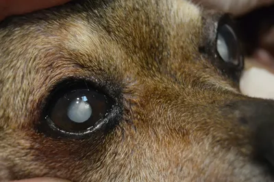 Лечение катаракты у животных | Ветеринарная клиника «ВетЭксперт»