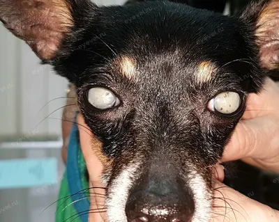 Заказать лечение кератита (заболевание глаз) у собак в ветеринарной клинике  Живаго