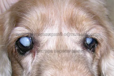 Катаракта у собак: когда эффективно только хирургическое вмешательство –  Aldenvet.ua