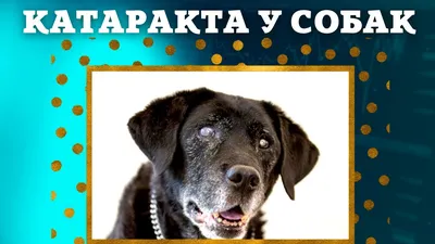 Катаракта у собаки: причины, симптомы и лечение | Royal Canin UA