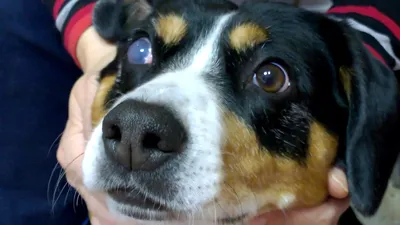 Заказать лечение катаракты (заболевание глаз) у собак в ветеринарной  клинике Живаго