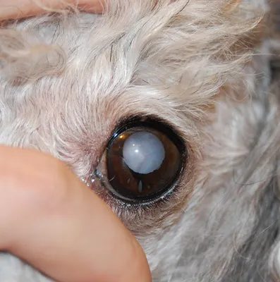 fondds.ru - Счастливая история щенка с врожденной катарактой