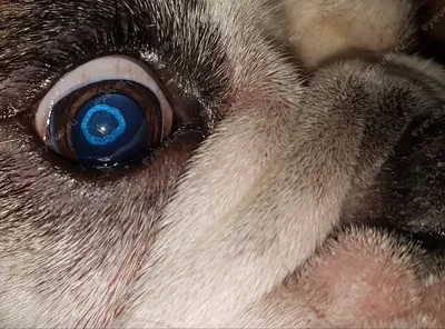 Фотогалерея Центра ветеринарной офтальмологии доктора Шилкина | Виды  заболеваний глаз у кошек и собак | Видео микрохирургических операций |  Диагностика | Терапия | Микрохирургия | Стационар | Анестезиология | Цены |  Специалисты |