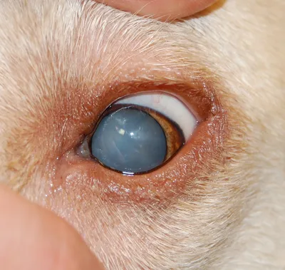 Лечение очаговой алопеции у собак: причины, фото - ветклиника Живаго