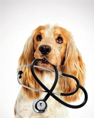 Лечении катаракты у собак | Ветеринарный госпиталь | Дзен