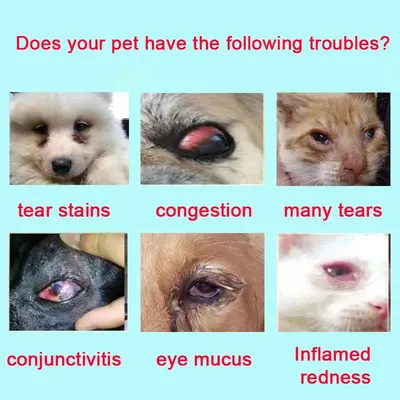 Глаукома у собак и кошек: причины, симптомы, лечение