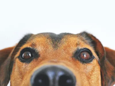 Лечение диабетической катаракты в ветеринарии с доктором Шелби Рейнштейн,  DACVO | Блог о непрерывном ветеринарном обучении VETgirl