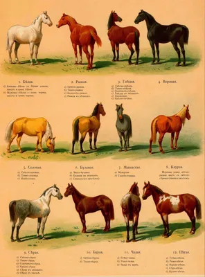 Цвет лошади каурый - 75 фото