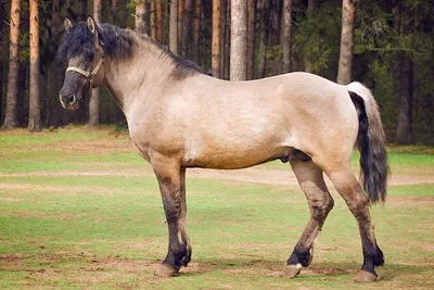Гнедой конь: описание и фото гнедых лошадей