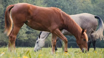 Лошадь каурой масти - 64 фото