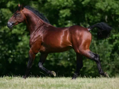 Лошади КСК Левадия, horse | гнедая лошадь, гнедая масть, лош… | Flickr