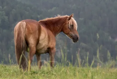 Гнедая масть лошади - что это, отличия, особенности характера