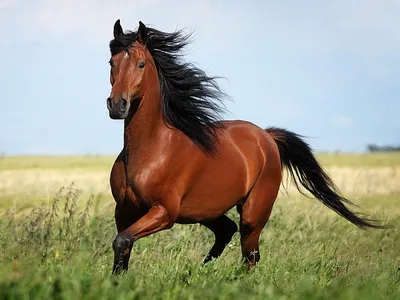 Вороная лошадь | Horses, Dressage horses, Pretty horses