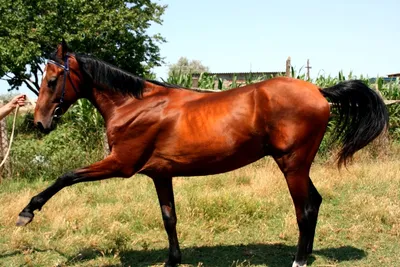 Каурый конь фото 