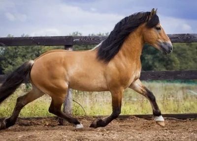 Каурая лошадь - 72 фото