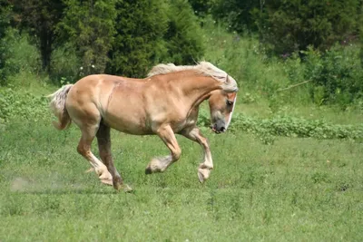 Каурая лошадь - 72 фото