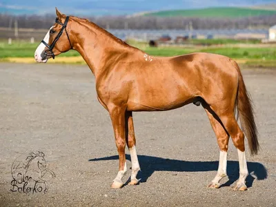 Каурый конь - 57 фото