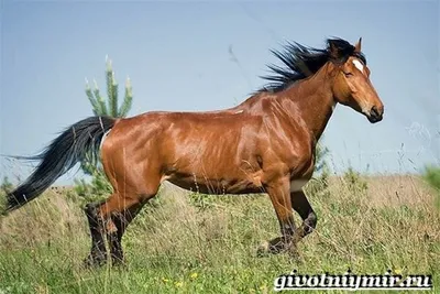 Каурый конь - 77 фото