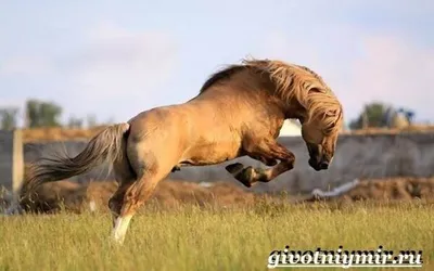Сивка-бурка, вещая каурка - масти лошадей | Простаки против глюков | Дзен