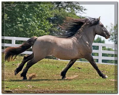 Каурый конь - 57 фото