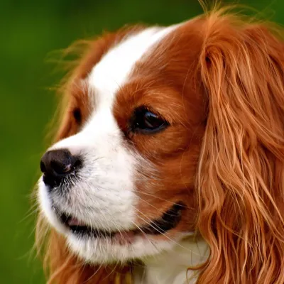 Кавалер кинг чарльз спаниель (Cavalier King Charles Spaniel) - небольшая,  изящная и верная порода собак. Описание, фото собаки.