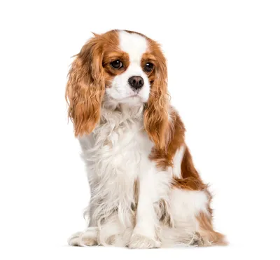 Кавалер-кинг-чарльз-спаниель - описание породы собак: характер, особенности  поведения, размер, отзывы и фото - Питомцы Mail.ru