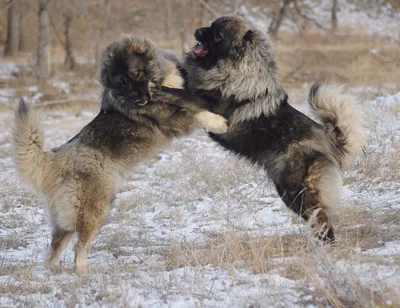Кавказская собака чабана стоковое изображение. изображение насчитывающей  собака - 27653781