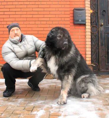 Кавказская овчарка: Прекрасный пёс, которого я себе никогда не возьму и не  посоветую другим | Пикабу