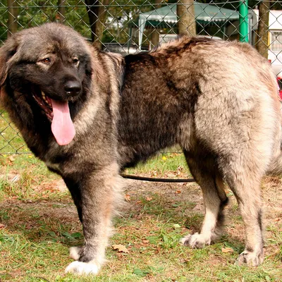 Кавказская овчарка - фото щенка, цена и полная характеристика