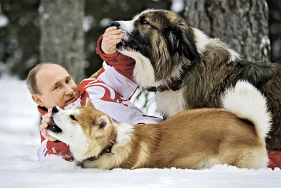 Кавказская овчарка - «Зверь-убийца. Собака со сломанной психикой.» | отзывы