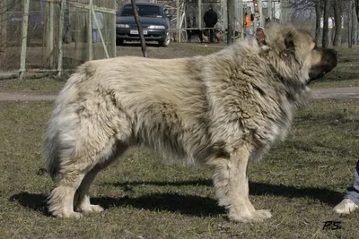 Кавказская овчарка описание породы собак, характеристики, внешний вид,  история | Хвост Ньюс