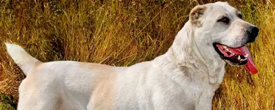 Собака Породы Кавказская Овчарка Лежит Парке Охраняет Бордовый Термос  стоковое фото ©DevidDO 246476048