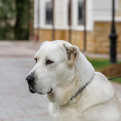 Кавказец собака щенок - 44 фото