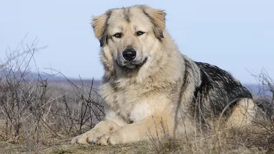 Кавказская овчарка фото собак 
