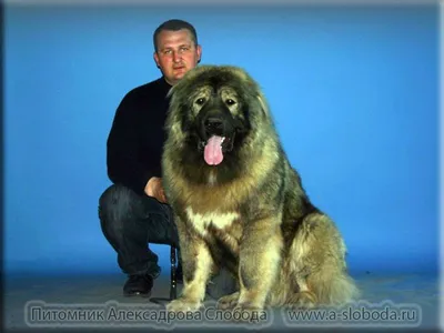 Кавказская овчарка: Прекрасный пёс, которого я себе никогда не возьму и не  посоветую другим | Книга животных | Дзен
