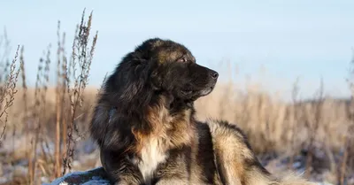 Кавказская овчарка: все о собаке, характер и фото породы