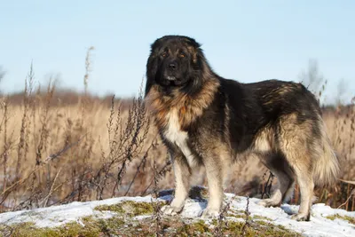 КЛУБ владельцев собак породы Кавказская Овчарка | Facebook