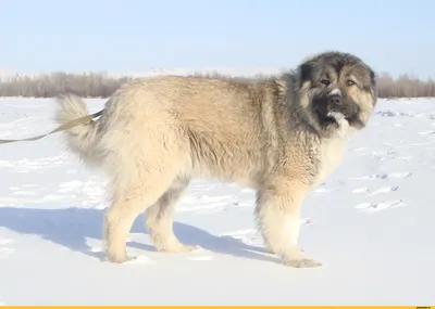 Кавказская овчарка - фото и видео собаки, щенки и команды | Pet-Yes