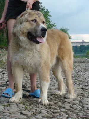 Видео: Кавказская овчарка — почему не стоит заводить собаку этой породы