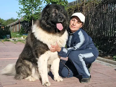 Грузинская горная собака (Нагази)
