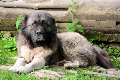 Кавказская овчарка - «Кавказская овчарка - собака для сильных духом и  умеющих любить людей. +ФОТКИ!!!!!!!!» | отзывы