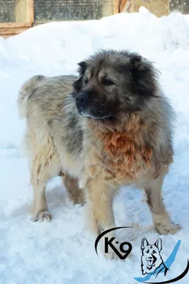 кавказская овчарка | Caucasian shepherd dog, Bully breeds dogs, Dog breeds