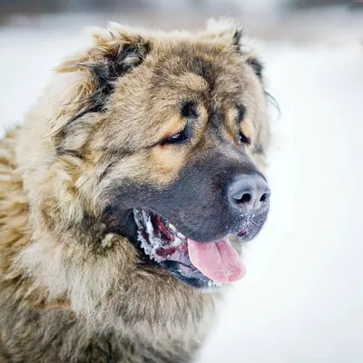 Кавказская овчарка собака: описание, характер, фото, цена