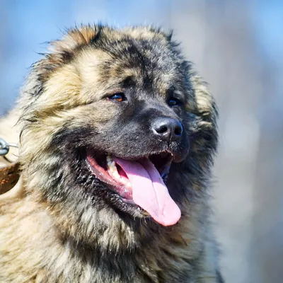 Названы 5 самых агрессивных пород собак: кого нужно остерегаться на улице,  фото - | Диалог.UA