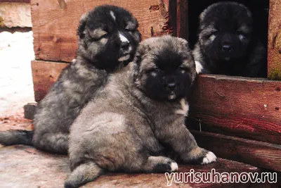 кавказская овчарка собака зимой 2021 Стоковое Фото - изображение  насчитывающей разведенными, разводя: 209835334