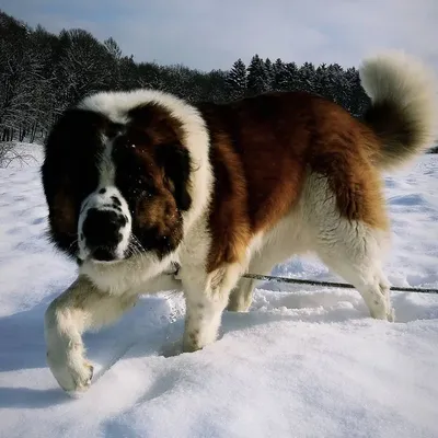 Кавказская сторожевая собака фото фотографии