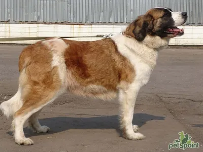 Московская сторожевая собака, описание, чем кормить | WDAY